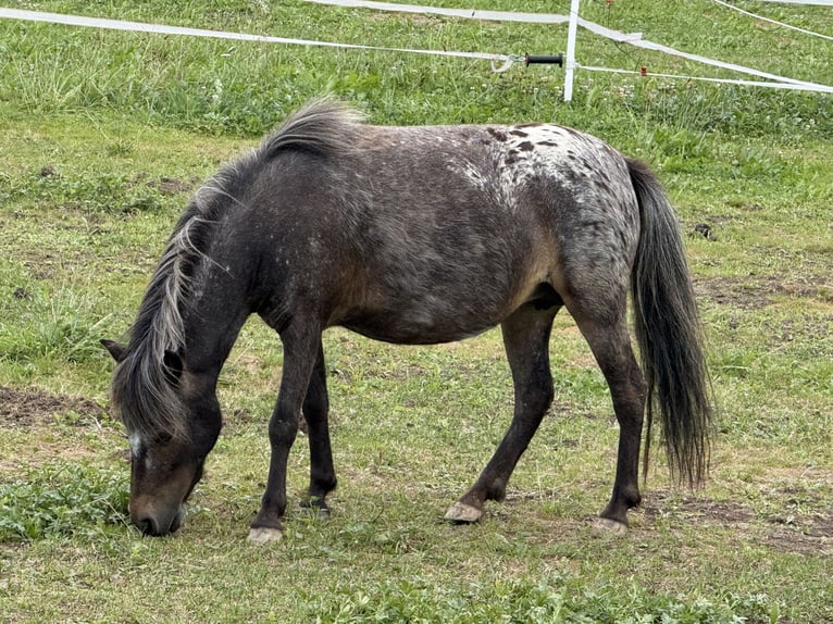 Shetland Ponys Stute 5 Jahre 88 cm Tigerschecke in Eggenfelden