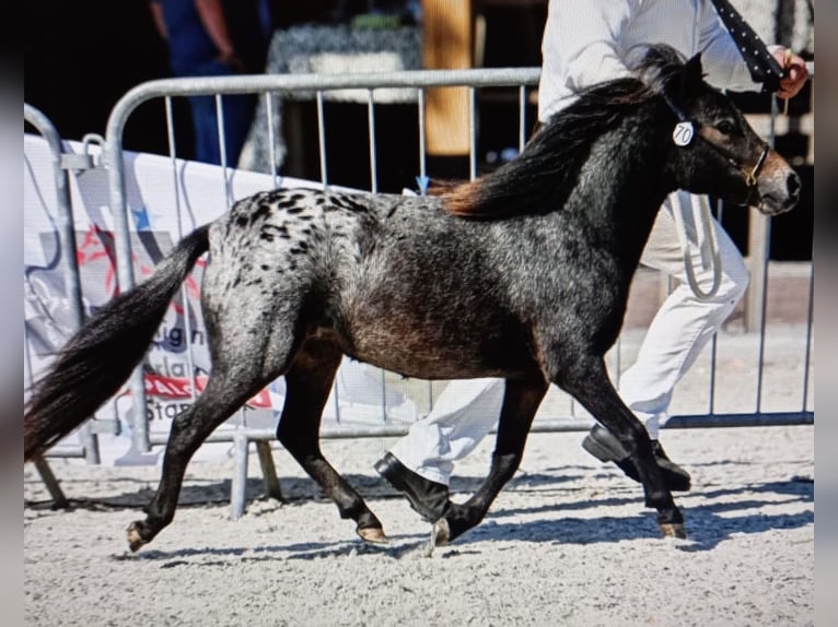 Shetland Ponys Stute 5 Jahre 88 cm Tigerschecke in Eggenfelden