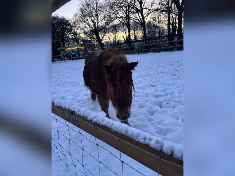 Shetland Ponys Stute 5 Jahre 89 cm Fuchs in Barneveld