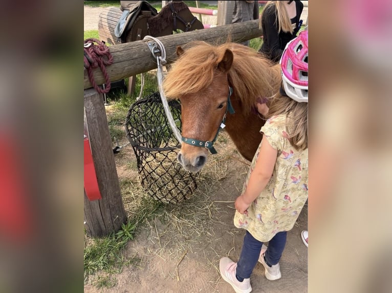 Shetland Ponys Stute 5 Jahre 90 cm Fuchs in Thedinghausen