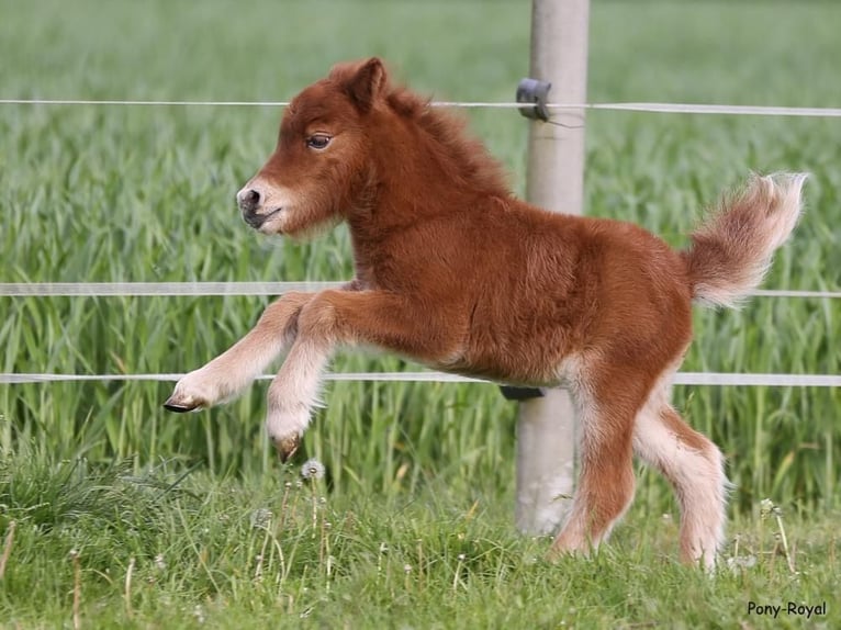 Shetland Ponys Mix Stute 5 Jahre 90 cm Tigerschecke in Warendorf
