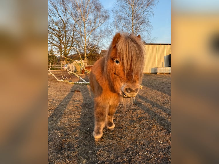 Shetland Ponys Stute 5 Jahre 91 cm Fuchs in Winsen (Luhe)