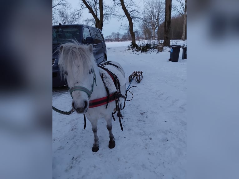 Shetland Ponys Stute 5 Jahre 95 cm Schimmel in Diepenau