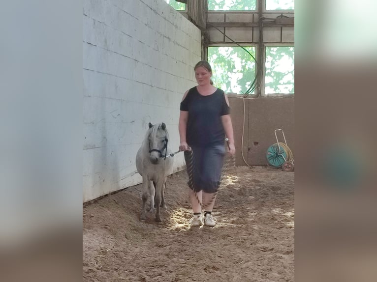 Shetland Ponys Stute 5 Jahre 95 cm Schimmel in Diepenau