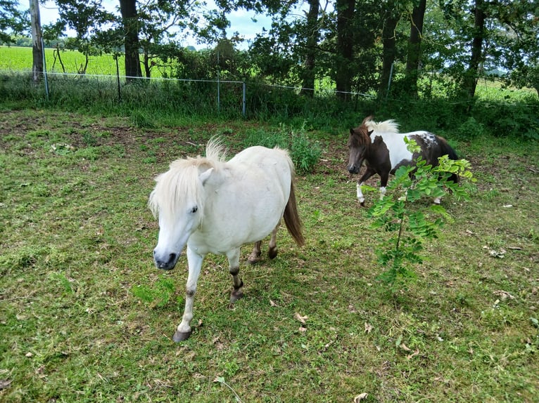 Shetland Ponys Stute 5 Jahre 95 cm Schimmel in Diepenau
