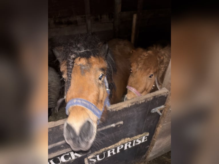 Shetland Ponys Stute 5 Jahre 98 cm Brauner in Barneveld