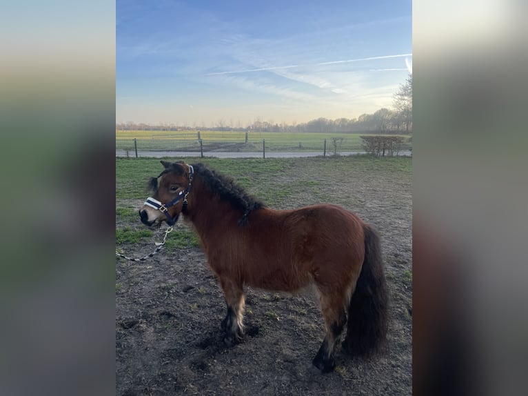 Shetland Ponys Stute 5 Jahre 98 cm Brauner in Barneveld