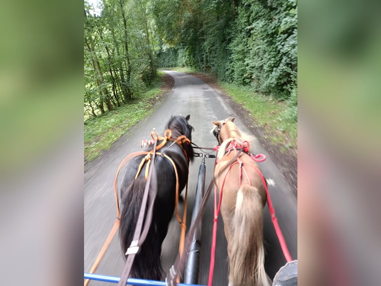 Shetland Ponys Stute 5 Jahre 98 cm Rappe in Naumburg