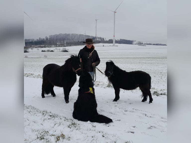 Shetland Ponys Stute 5 Jahre 98 cm Rappe in Naumburg