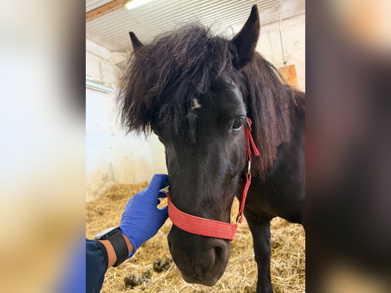 Shetland Ponys Stute 5 Jahre Schecke in Wien, Floridsdorf