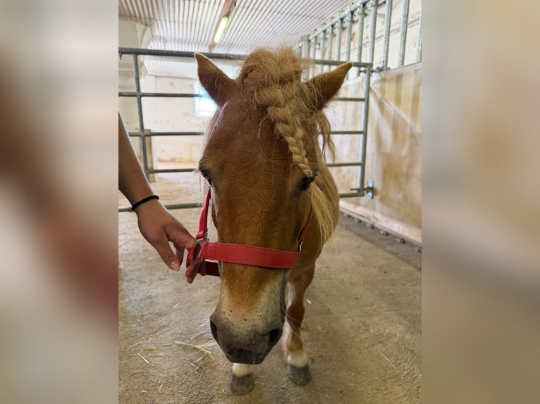 Shetland Ponys Stute 5 Jahre Schecke in Wien, Floridsdorf