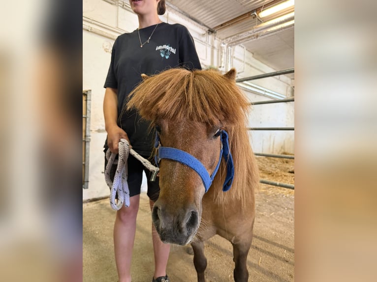 Shetland Ponys Stute 5 Jahre Schecke in Wien, Floridsdorf