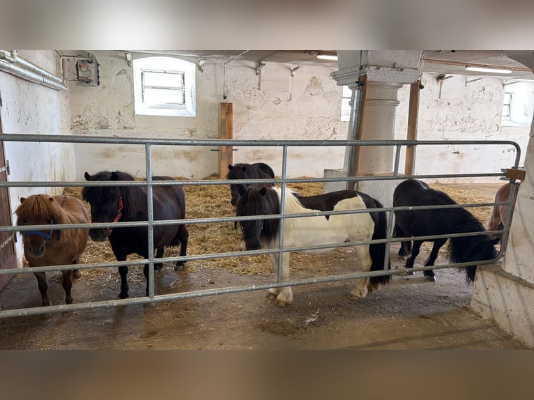 Shetland Ponys Stute 5 Jahre Schecke in Wien, Floridsdorf