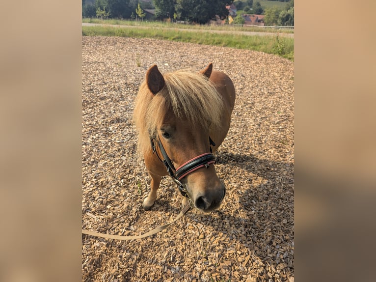 Shetland Ponys Stute 6 Jahre 100 cm Fuchs in Edelsfeld