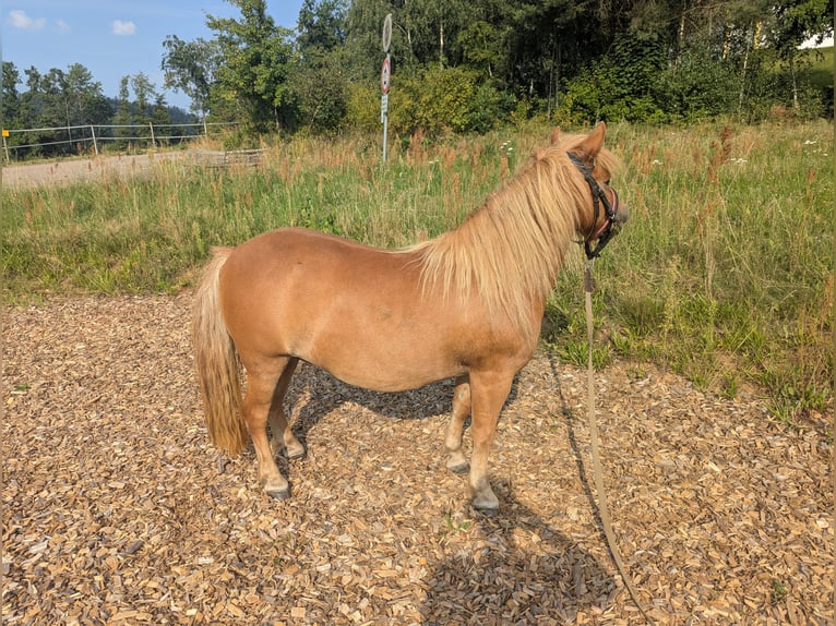 Shetland Ponys Stute 6 Jahre 100 cm Fuchs in Edelsfeld