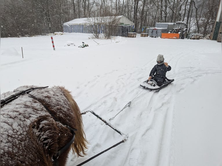 Shetland Ponys Stute 6 Jahre 100 cm Fuchs in Edelsfeld