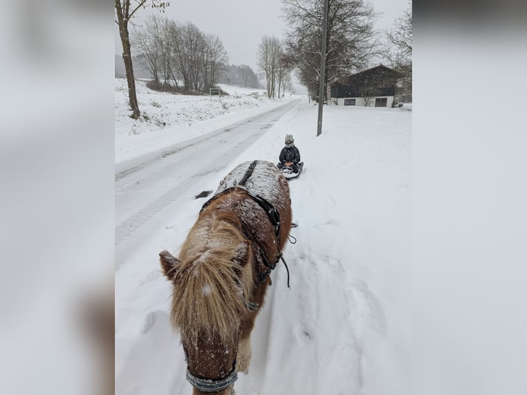 Shetland Ponys Stute 6 Jahre 100 cm Fuchs in Edelsfeld