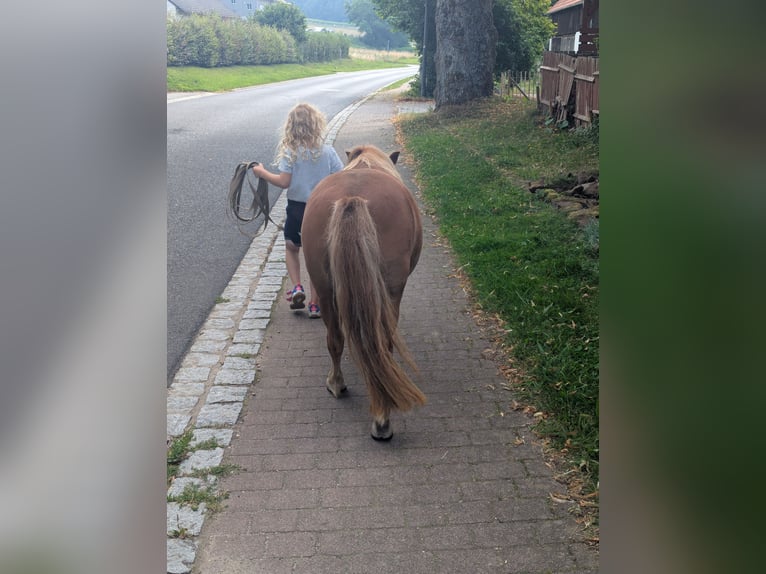 Shetland Ponys Stute 6 Jahre 100 cm Fuchs in Edelsfeld