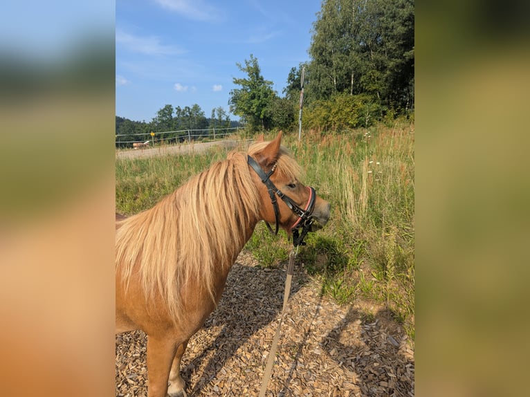 Shetland Ponys Stute 6 Jahre 100 cm Fuchs in Edelsfeld