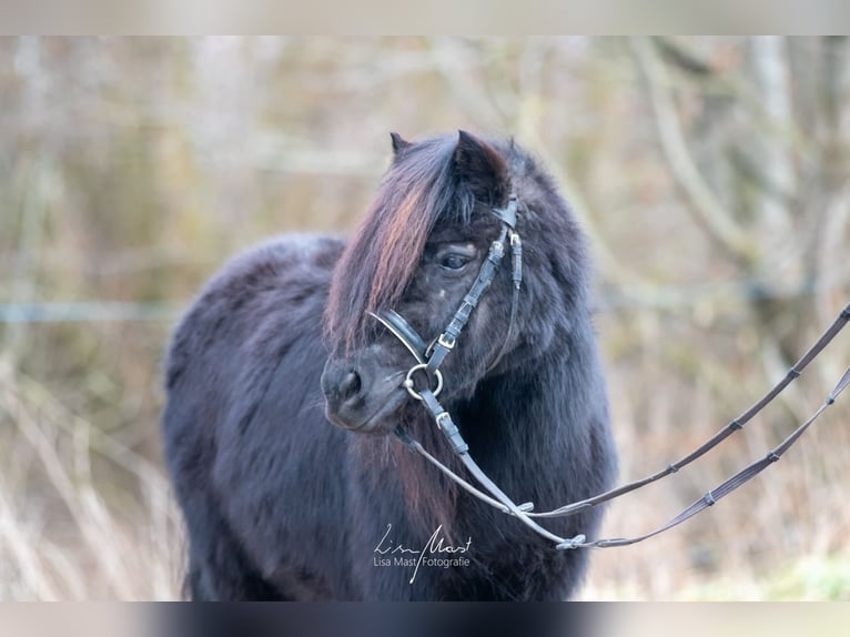 Shetland Ponys Stute 6 Jahre 100 cm Rappe in Althütte