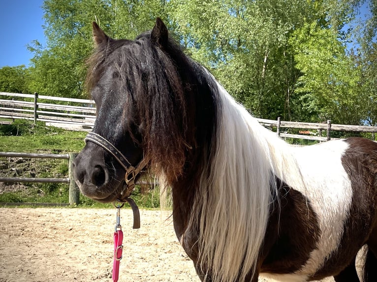 Shetland Ponys Stute 6 Jahre 100 cm Schecke in Hellenthal, Losheimer Graben