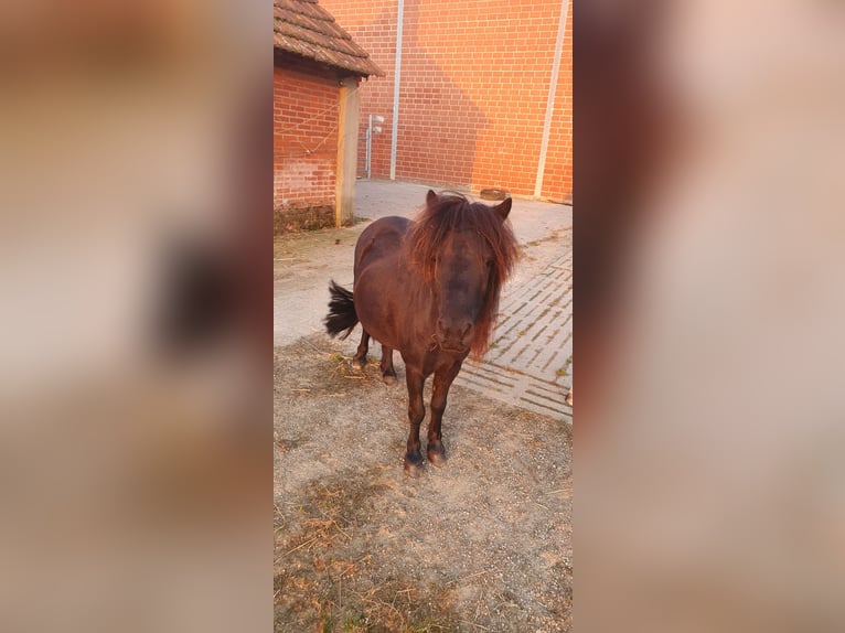 Shetland Ponys Stute 6 Jahre 101 cm Rappe in Borken