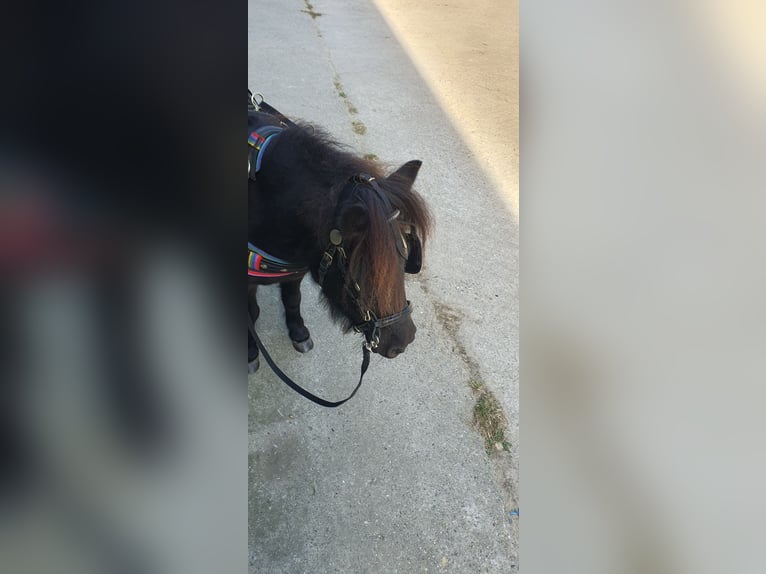 Shetland Ponys Stute 6 Jahre 101 cm Rappe in Borken