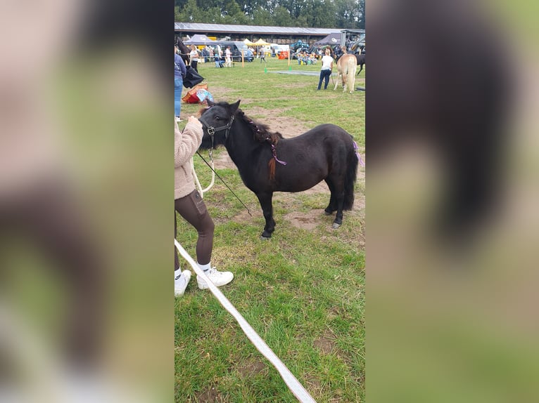 Shetland Ponys Stute 6 Jahre 101 cm Rappe in Borken
