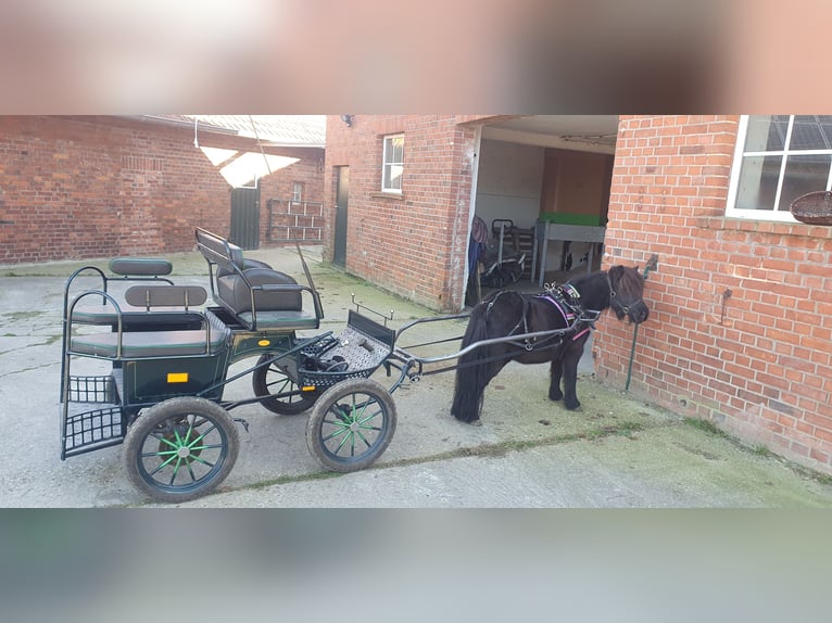 Shetland Ponys Stute 6 Jahre 101 cm Rappe in Borken