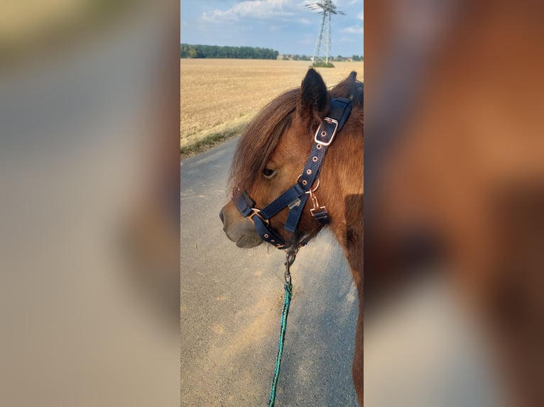 Shetland Ponys Stute 6 Jahre 102 cm Brauner in Meerane