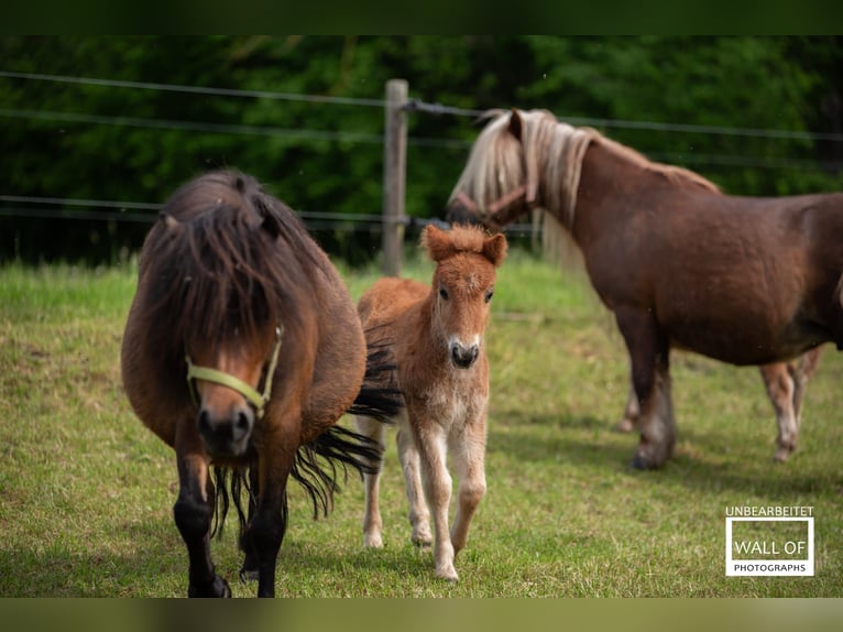 Shetland Ponys Stute 6 Jahre 102 cm Brauner in Meerane