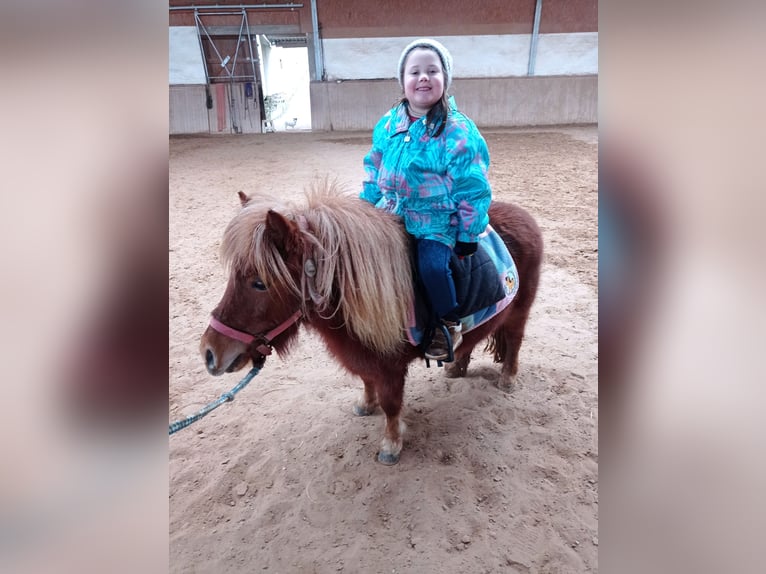Shetland Ponys Stute 6 Jahre 105 cm Fuchs in H&#xF6;heischweiler