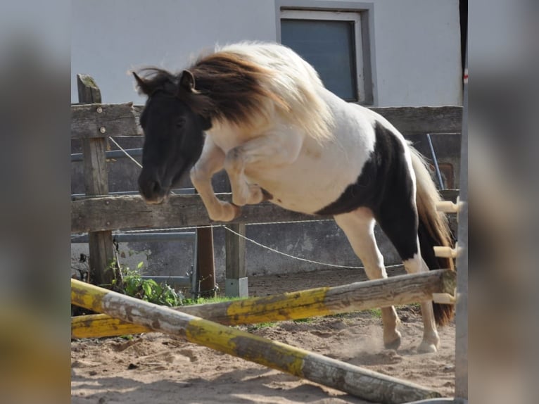 Shetland Ponys Stute 6 Jahre 105 cm Schecke in Eckersdorf