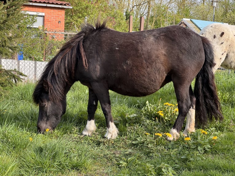 Shetland Ponys Stute 6 Jahre 105 cm Tobiano-alle-Farben in Gro&#xDF; Molzahn
