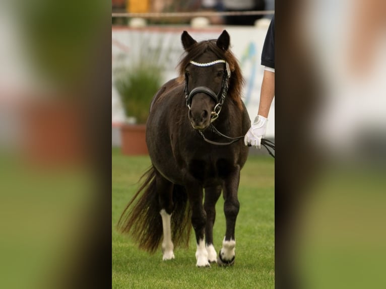 Shetland Ponys Stute 6 Jahre 105 cm Tobiano-alle-Farben in Gro&#xDF; Molzahn
