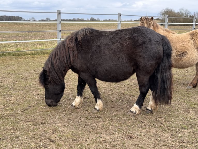 Shetland Ponys Stute 6 Jahre 105 cm Tobiano-alle-Farben in Gro&#xDF; Molzahn