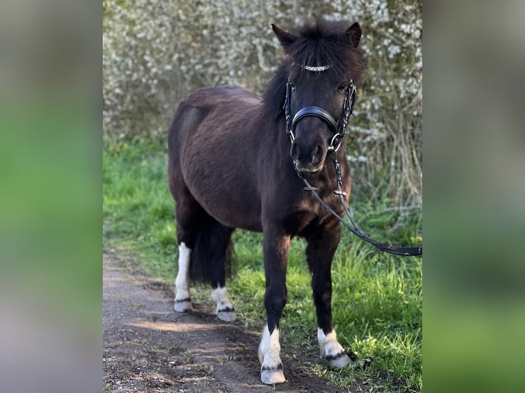 Shetland Ponys Stute 6 Jahre 105 cm Tobiano-alle-Farben in Gro&#xDF; Molzahn