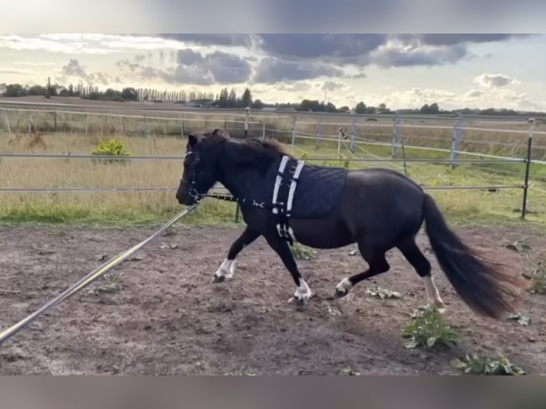 Shetland Ponys Stute 6 Jahre 105 cm Tobiano-alle-Farben in Gro&#xDF; Molzahn