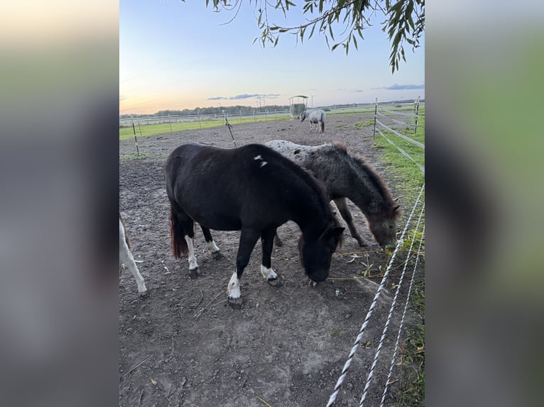 Shetland Ponys Stute 6 Jahre 105 cm Tobiano-alle-Farben in Gro&#xDF; Molzahn