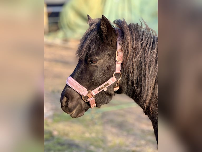 Shetland Ponys Stute 6 Jahre 105 cm Tobiano-alle-Farben in Gro&#xDF; Molzahn