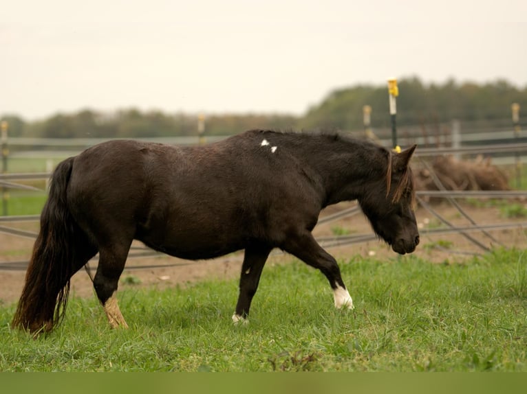 Shetland Ponys Stute 6 Jahre 105 cm Tobiano-alle-Farben in Gro&#xDF; Molzahn