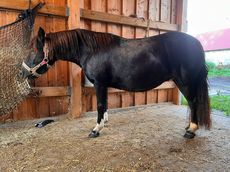 Shetland Ponys Stute 6 Jahre 105 cm Tobiano-alle-Farben in Gro&#xDF; Molzahn