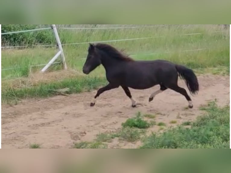 Shetland Ponys Stute 6 Jahre 105 cm Tobiano-alle-Farben in Gro&#xDF; Molzahn