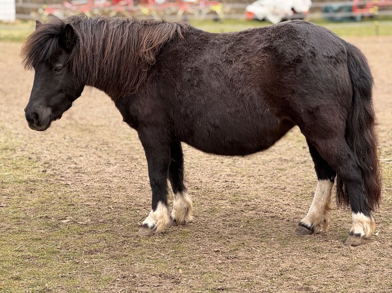 Shetland Ponys Stute 6 Jahre 105 cm Tobiano-alle-Farben in Gro&#xDF; Molzahn