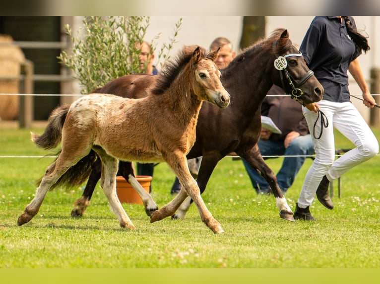 Shetland Ponys Stute 6 Jahre 105 cm Tobiano-alle-Farben in Gro&#xDF; Molzahn