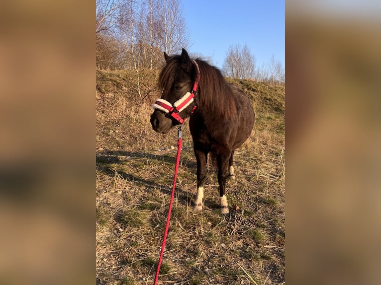 Shetland Ponys Stute 6 Jahre 105 cm Tobiano-alle-Farben in Gro&#xDF; Molzahn