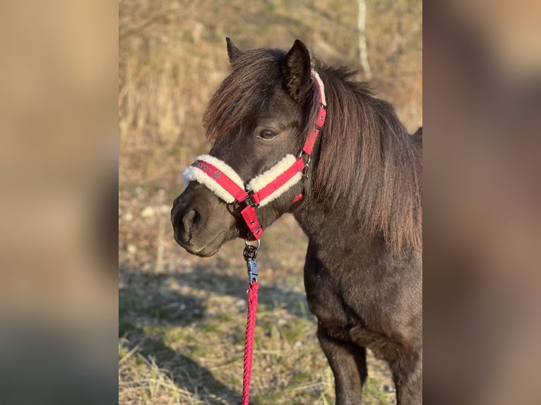 Shetland Ponys Stute 6 Jahre 105 cm Tobiano-alle-Farben in Gro&#xDF; Molzahn