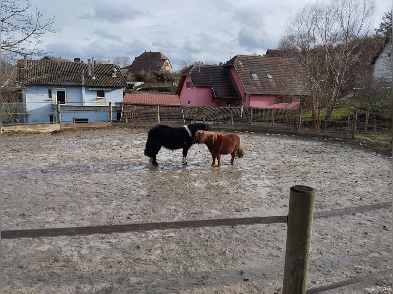 Shetland Ponys Stute 6 Jahre 107 cm Tobiano-alle-Farben in VILLÉ