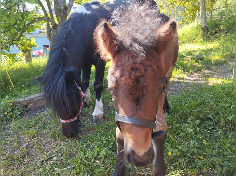 Shetland Ponys Stute 6 Jahre 107 cm Tobiano-alle-Farben in VILLÉ