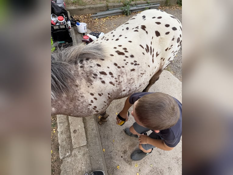 Shetland Ponys Mix Stute 6 Jahre 115 cm Tigerschecke in Schraplau